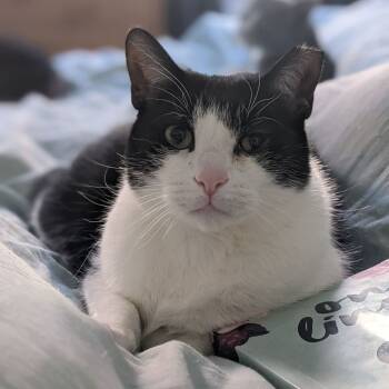 Rescue Domestic Short Hair Cats for Adoption - Willie (bonded Colby) | PetCurious