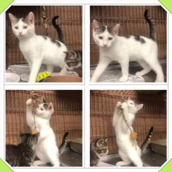 JIM BOB -  Domestic Short Hair Cat for Adoption in Buckhannon, West Virginia - JIM BOB | PetCurious