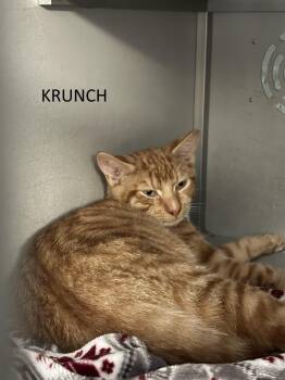 Rescue Domestic Short Hair Cats for Adoption in Vernon Township, New Jersey - Krunch | PetCurious