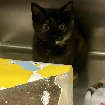 Prout -  Domestic Short Hair Cat for Adoption in Rocky Mount, Virginia - Prout | PetCurious