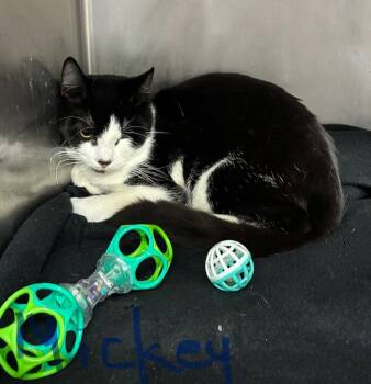 Rescue Domestic Short Hair Cats for Adoption in Stockton, California - Mickey | PetCurious