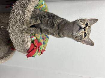 Rescue Domestic Short Hair Cats for Adoption in Palmetto, Florida - Nibbles | PetCurious