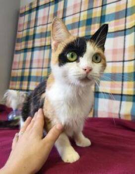 Autumn -  Calico Cat for Adoption in Bucyrus, Ohio - Autumn | PetCurious
