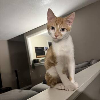 Kion -  Domestic Short Hair Cat for Adoption in Chattanooga, Tennessee - Kion | PetCurious