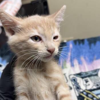 Queso -  Domestic Short Hair Cat for Adoption in Lakewood, Colorado - Queso | PetCurious