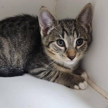 Jeff -  Domestic Short Hair Cat for Adoption in Walnutport, Pennsylvania - Jeff | PetCurious