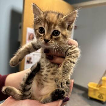 Rosa -  Domestic Short Hair Cat for Adoption in Chattanooga, Tennessee - Rosa | PetCurious