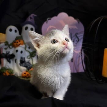 Rescue Domestic Short Hair Cats for Adoption in Dallas, Texas - Marinara | PetCurious