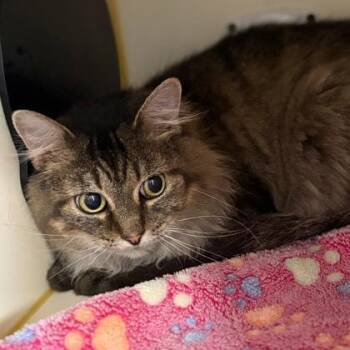 Domestic Long Hair and Domestic Short Hair Cats Available for Adoption in Fort Worth, Texas - Lucille | PetCurious