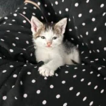 Spectra -  Domestic Medium Hair Cat for Adoption in Philadelphia, Pennsylvania - Spectra | PetCurious