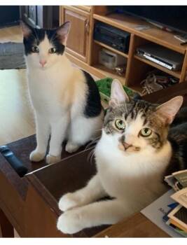 Rescue Domestic Short Hair Cats for Adoption in Safety Harbor, Florida - Sam | PetCurious