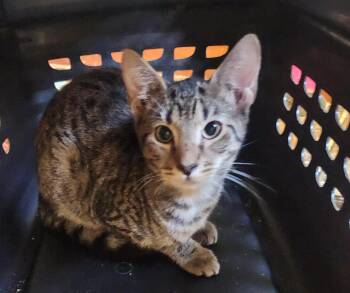 Ellard -  Domestic Short Hair Cat for Adoption in Albany, New York - Ellard | PetCurious