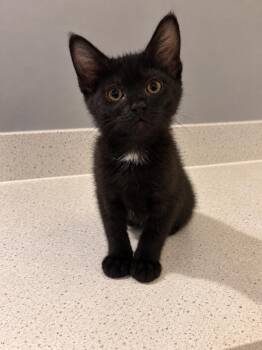 Jet -  Domestic Short Hair Cat for Adoption in Homer Glen, Illinois - Jet | PetCurious