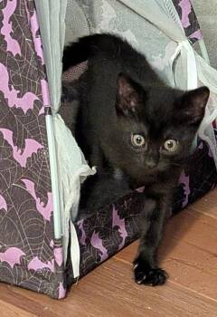 Aretha -  Domestic Short Hair Cat for Adoption in Jurupa Valley, California - Aretha | PetCurious