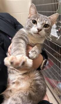 Domestic Short Hair Cats Available for Adoption in West Chester, Pennsylvania - Mabel (Rosie) | PetCurious