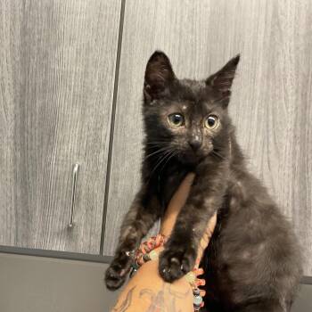 Rachael -  Domestic Short Hair Cat for Adoption in Saint Joseph, Missouri - Rachael | PetCurious