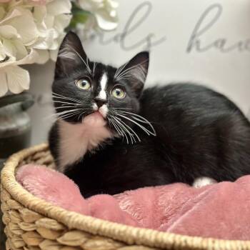 Rescue Domestic Short Hair Cats for Adoption in Newberg, Oregon - Mushu | PetCurious
