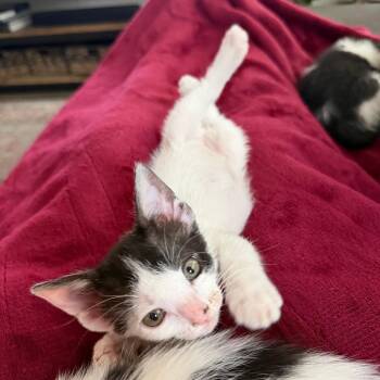 Domestic Short Hair Cats Available for Adoption in Austin, Texas - Under The Stars 2 | PetCurious