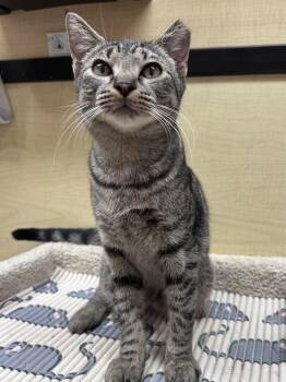Apollo -  Domestic Short Hair Cat for Adoption in Panama City, Florida - Apollo | PetCurious