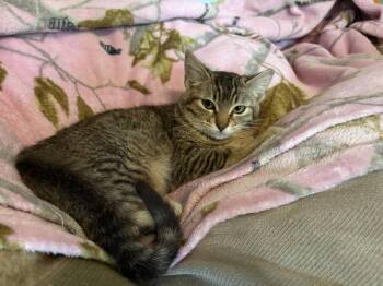 Domestic Short Hair and Tabby Cats Available for Adoption - Maggie May | PetCurious