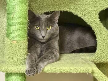 Russian Blue Cats Available for Adoption in Phoenix, Arizona - Johnny | PetCurious