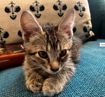 TIGER -  Domestic Short Hair Cat for Adoption in Colorado Springs, Colorado - TIGER | PetCurious