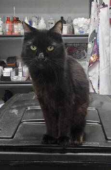 Rescue Domestic Long Hair Cats for Adoption in Huntington Beach, California - Spencer | PetCurious