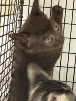 Rescue Domestic Short Hair Cats for Adoption in Fort Lauderdale, Florida - COCO | PetCurious