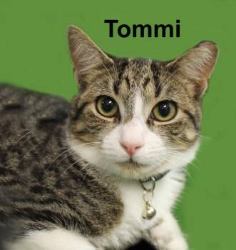 Tommi Shes. (sweet brother of Berry, Jerry, Sport, & Wynne) -  Domestic Short Hair and Tabby Cat for Adoption in Stowe, Pennsylvania - Tommi Shes. (sweet Brother Of Berry, Jerry, Sport, & Wynne) | PetCurious