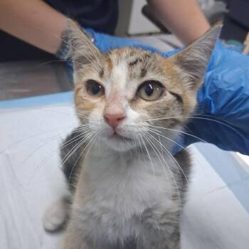 Penelope -  Domestic Short Hair Cat for Adoption in Summerville, South Carolina - Penelope | PetCurious