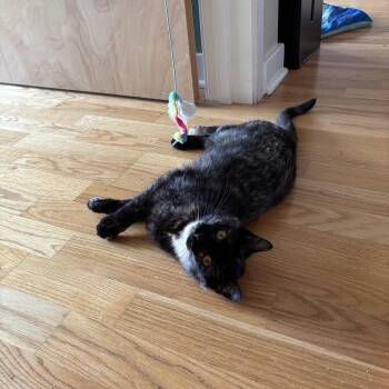 Domestic Short Hair Cats Available for Adoption in Evanston, Illinois - Mahi-Mahi | PetCurious