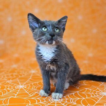 Elvira-C -  Domestic Short Hair Cat for Adoption in East St. Louis, Illinois - Elvira-C | PetCurious