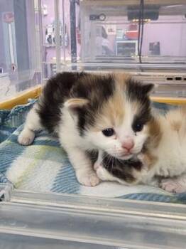 Domestic Medium Hair Cats Available for Adoption in El Paso, Texas - 60828599 | PetCurious