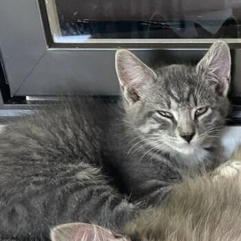 Han -  Domestic Short Hair Cat for Adoption in Newport News, Virginia - Han | PetCurious