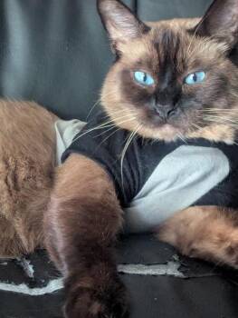 Olaf -  Domestic Short Hair and Siamese Cat for Adoption in Bellevue, Washington - Olaf | PetCurious