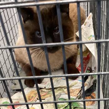 Siamese Cats Available for Adoption - Montgomery Kitty 98 | PetCurious