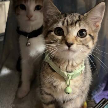 End of Time -  Domestic Short Hair Cat for Adoption in Fredericksburg, Virginia - End Of Time | PetCurious