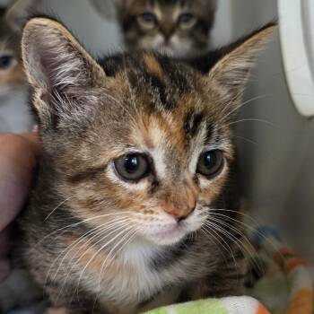 Domestic Short Hair Cats Available for Adoption in Buellton, California - Lyra | PetCurious