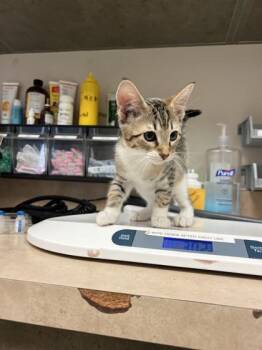 Domestic Short Hair Cats Available for Adoption in Farmers Branch, Texas - Teriyaki | PetCurious