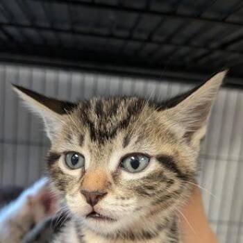 Zadie -  Domestic Short Hair Cat for Adoption in East St. Louis, Illinois - Zadie | PetCurious