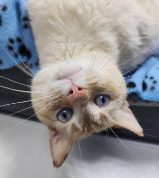 Siamese and Domestic Short Hair Cats Available for Adoption in Washington Court House, Ohio - Bentley | PetCurious