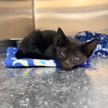 Salem -  Domestic Short Hair Cat for Adoption in Indianapolis, Indiana - Salem | PetCurious