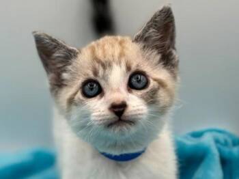 Nick -  Domestic Short Hair Cat for Adoption in Portland, Oregon - Nick | PetCurious