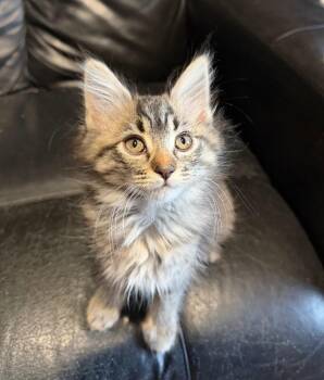Penne - Noodles litter -  Maine Coon Cat for Adoption in Anthem, Arizona - Penne - Noodles Litter | PetCurious