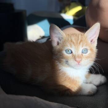 Khan -  Domestic Short Hair Cat for Adoption in Long Beach, California - Khan | PetCurious