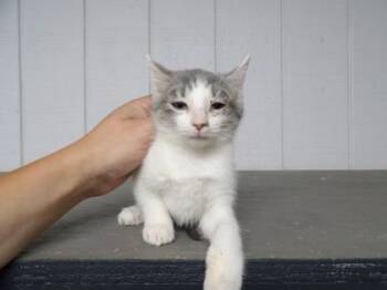 Fib -  Domestic Short Hair Cat for Adoption in Leitchfield, Kentucky - Fib | PetCurious