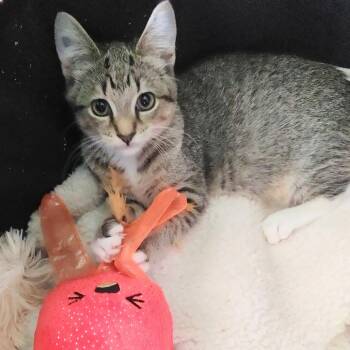 Droptail -  Domestic Short Hair Cat for Adoption in Fair Haven, Vermont - Droptail | PetCurious