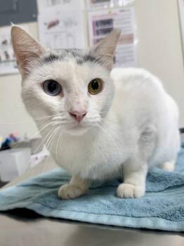 Domestic Short Hair Cats Available for Adoption in San Antonio, Texas - Ghost | PetCurious