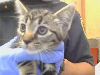 A924074 -  Domestic Short Hair Cat for Adoption in Sacramento, California - A924074 | PetCurious