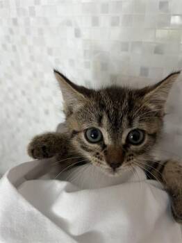 A2478051 -  Domestic Short Hair Cat for Adoption in Fort Lauderdale, Florida - A2478051 | PetCurious